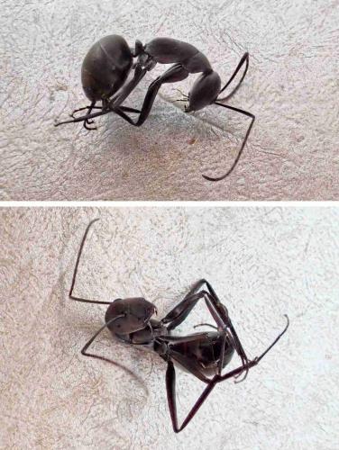 Réf. 224 713 : Camponotus sp.